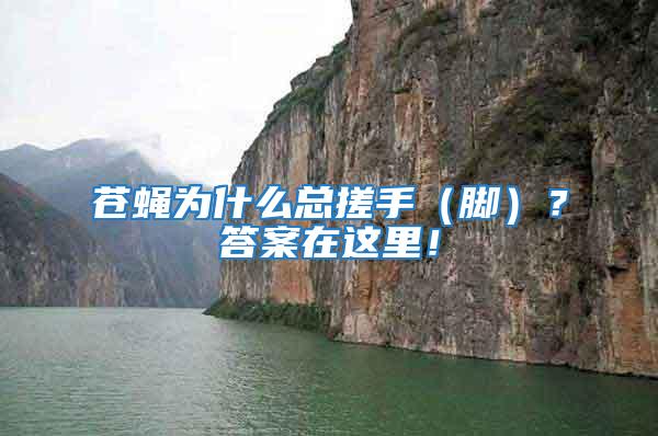 蒼蠅為什么總搓手（腳）？答案在這里！