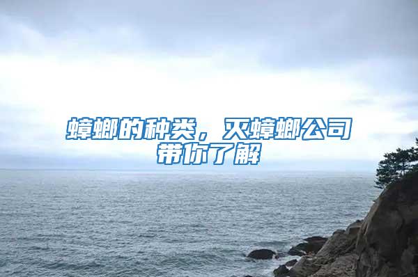 蟑螂的種類，滅蟑螂公司帶你了解