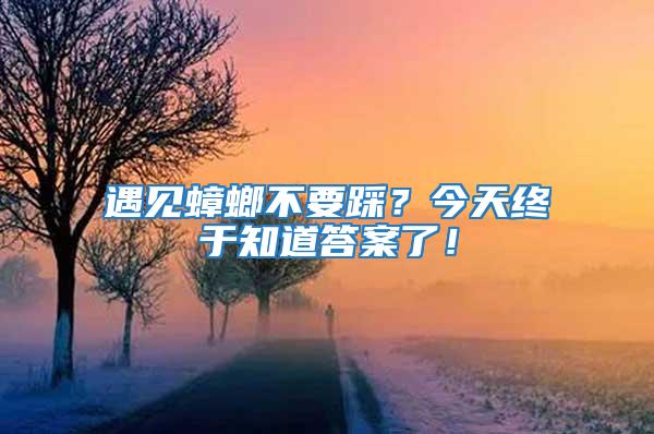 遇見蟑螂不要踩？今天終于知道答案了！