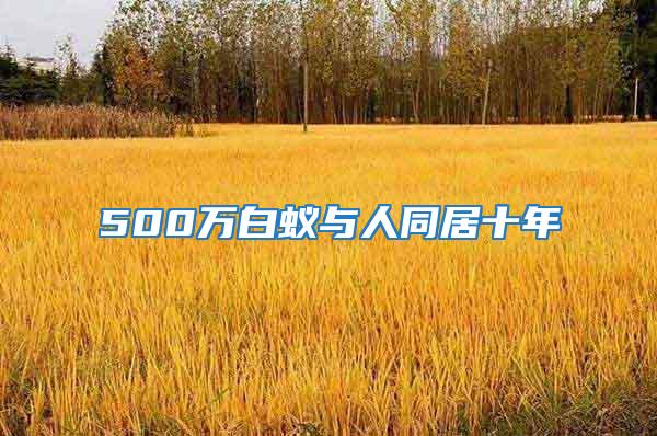 500萬白蟻與人同居十年