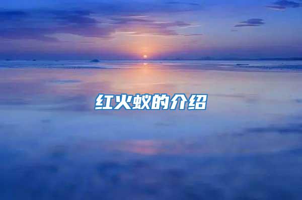 紅火蟻的介紹