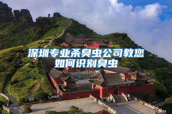 深圳專業殺臭蟲公司教您如何識別臭蟲