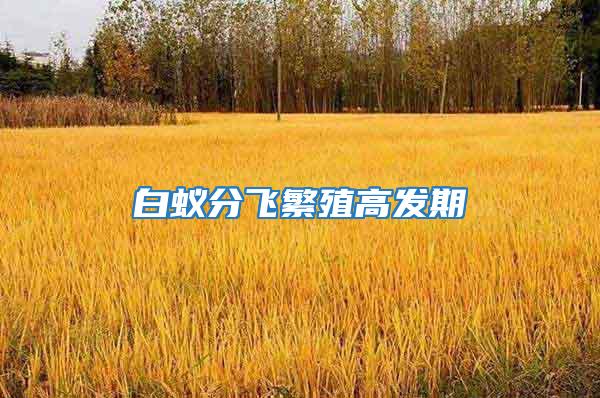 白蟻分飛繁殖高發期