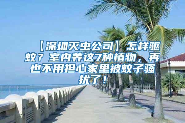 【深圳滅蟲公司】怎樣驅蚊？室內養這7種植物，再也不用擔心家里被蚊子騷擾了！