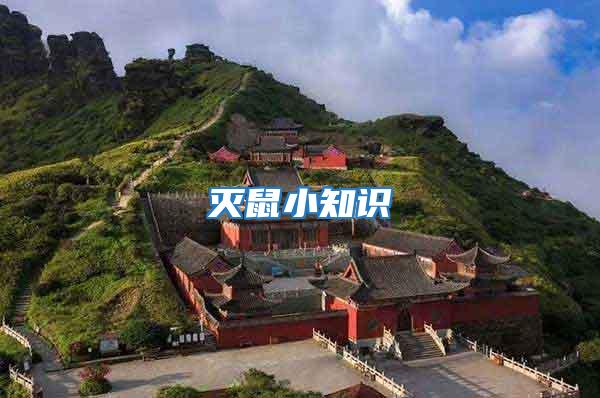 滅鼠小知識