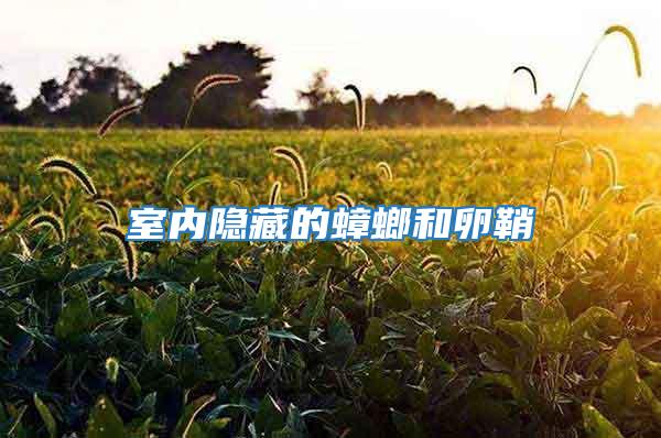 室內隱藏的蟑螂和卵鞘