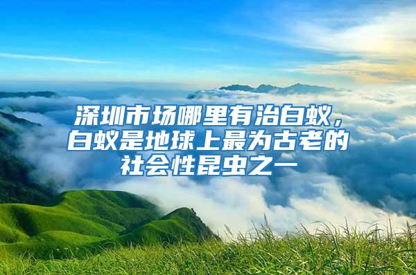 深圳市場哪里有治白蟻，白蟻是地球上最為古老的社會性昆蟲之一
