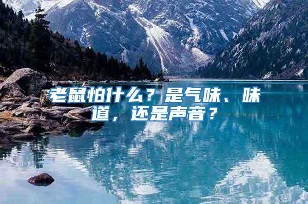 老鼠怕什么？是氣味、味道，還是聲音？