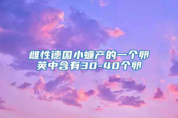 雌性德國小蠊產的一個卵莢中含有30-40個卵