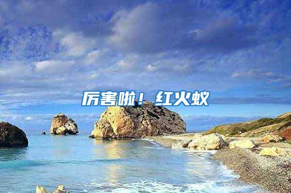 厲害啦！紅火蟻