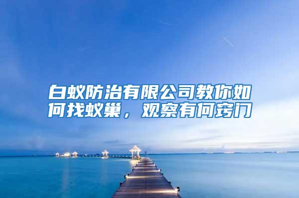白蟻防治有限公司教你如何找蟻巢，觀察有何竅門