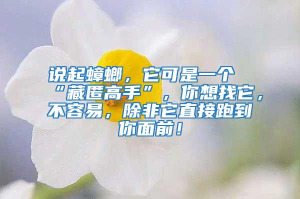 說起蟑螂，它可是一個“藏匿高手”，你想找它，不容易，除非它直接跑到你面前！