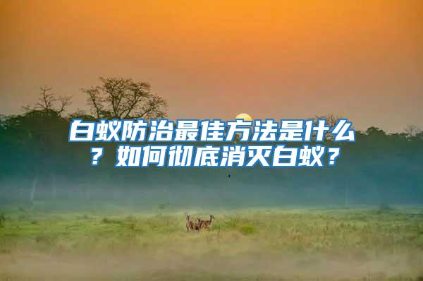 白蟻防治最佳方法是什么？如何徹底消滅白蟻？