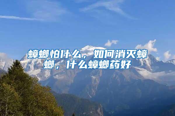 蟑螂怕什么，如何消滅蟑螂，什么蟑螂藥好