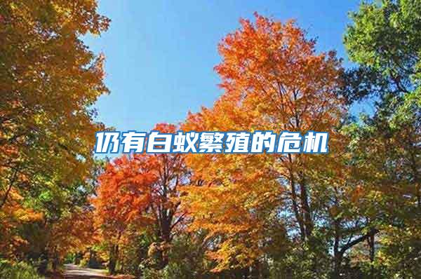 仍有白蟻繁殖的危機(jī)