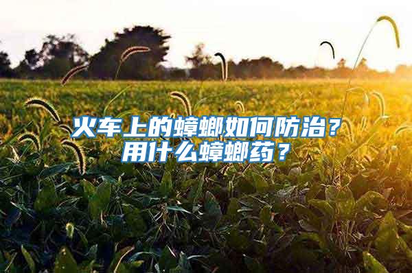 火車上的蟑螂如何防治？用什么蟑螂藥？