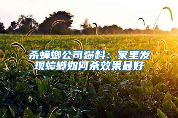 殺蟑螂公司爆料：家里發現蟑螂如何殺效果最好
