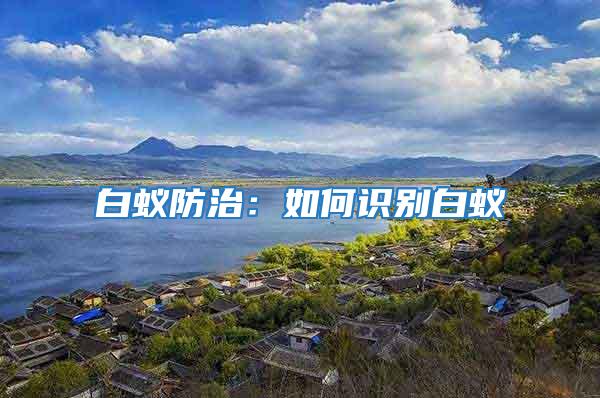 白蟻防治：如何識別白蟻