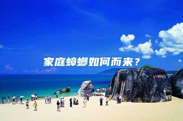 家庭蟑螂如何而來？