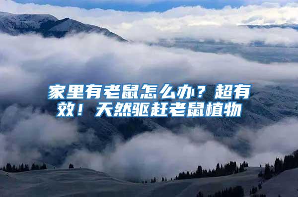家里有老鼠怎么辦？超有效！天然驅(qū)趕老鼠植物