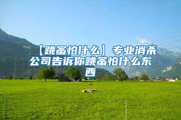 【跳蚤怕什么】專業消殺公司告訴你跳蚤怕什么東西