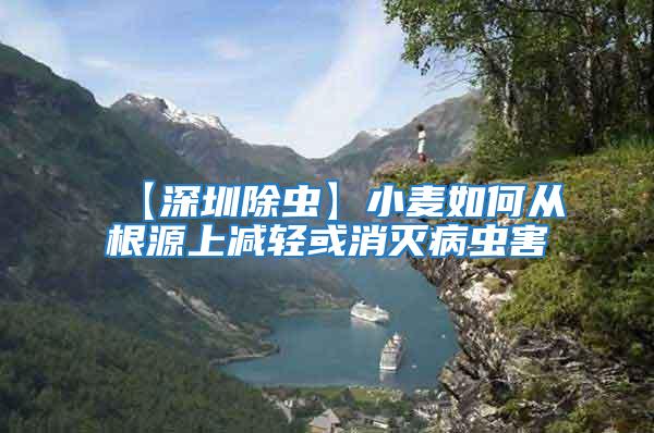 【深圳除蟲】小麥如何從根源上減輕或消滅病蟲害