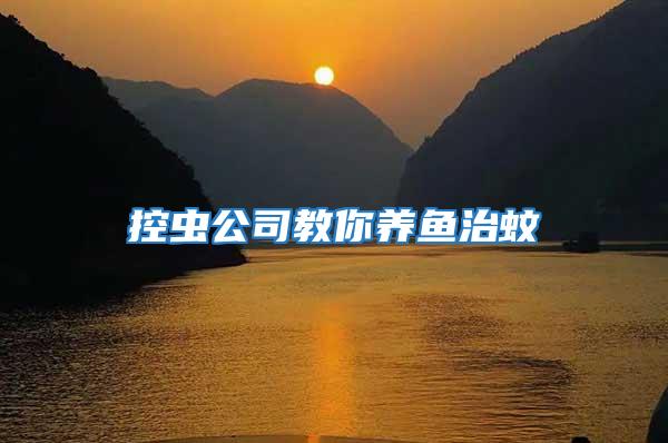 控蟲公司教你養魚治蚊