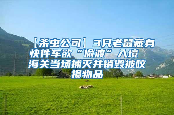 【殺蟲(chóng)公司】3只老鼠藏身快件車(chē)欲“偷渡”入境 海關(guān)當(dāng)場(chǎng)捕滅并銷(xiāo)毀被咬損物品