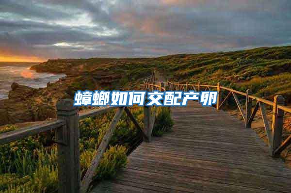 蟑螂如何交配產卵