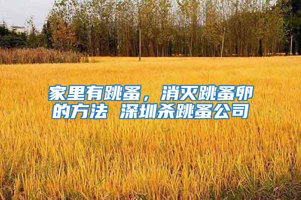 家里有跳蚤，消滅跳蚤卵的方法 深圳殺跳蚤公司