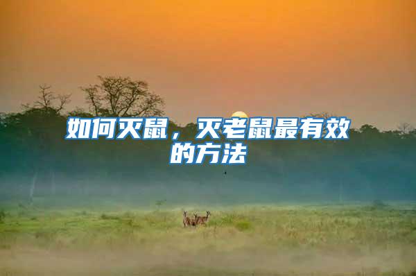 如何滅鼠，滅老鼠最有效的方法