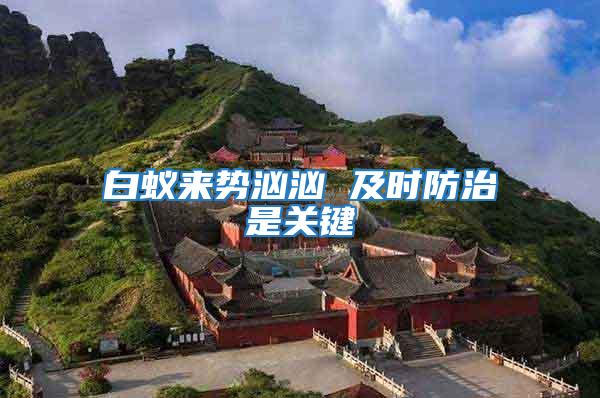 白蟻來勢洶洶 及時防治是關鍵
