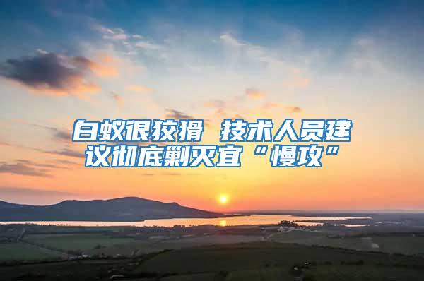 白蟻很狡猾 技術人員建議徹底剿滅宜“慢攻”