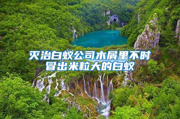 滅治白蟻公司木屑里不時(shí)冒出米粒大的白蟻