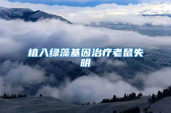 植入綠藻基因治療老鼠失明