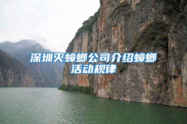 深圳滅蟑螂公司介紹蟑螂活動規律