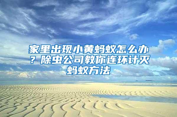 家里出現(xiàn)小黃螞蟻怎么辦？除蟲公司教你連環(huán)計滅螞蟻方法