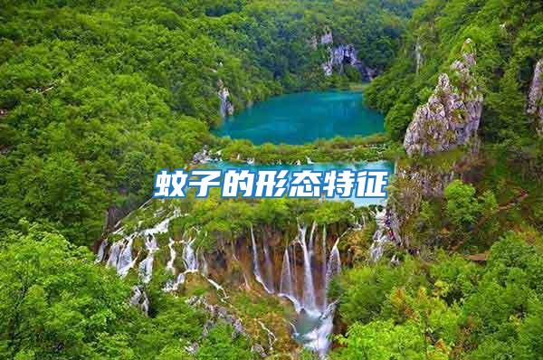蚊子的形態特征