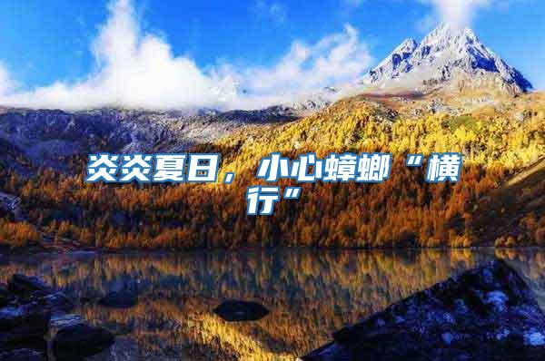 炎炎夏日，小心蟑螂“橫行”