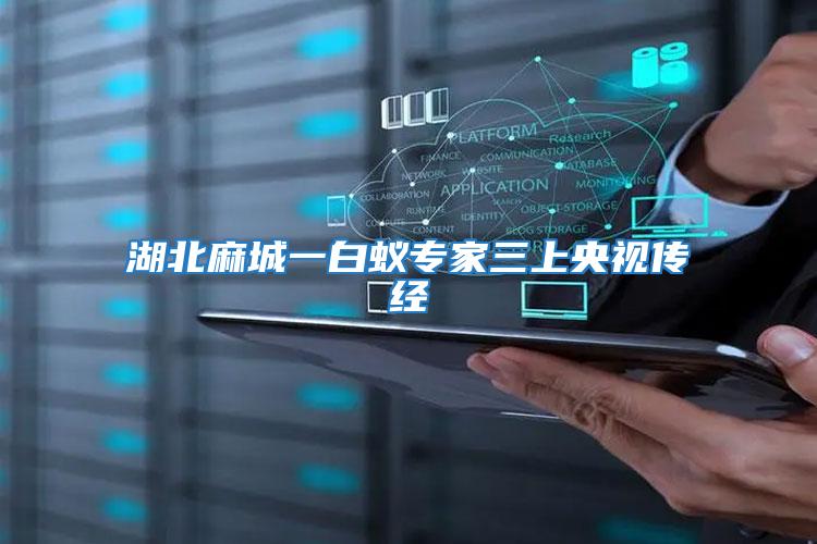 湖北麻城一白蟻專家三上央視傳經
