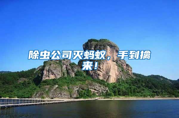 除蟲公司滅螞蟻，手到擒來！