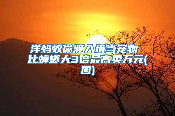 洋螞蟻偷渡入境當寵物 比蟑螂大3倍最高賣萬元(圖)