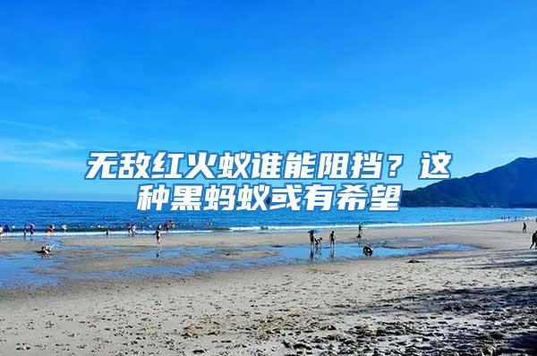 無敵紅火蟻誰能阻擋？這種黑螞蟻或有希望