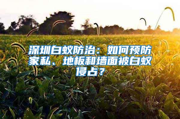 深圳白蟻防治：如何預防家私、地板和墻面被白蟻侵占？