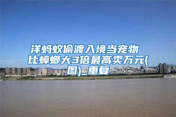 洋螞蟻偷渡入境當(dāng)寵物 比蟑螂大3倍最高賣萬元(圖)_重復(fù)