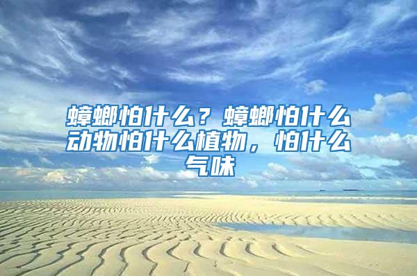 蟑螂怕什么？蟑螂怕什么動物怕什么植物，怕什么氣味