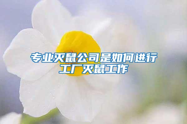 專業滅鼠公司是如何進行工廠滅鼠工作