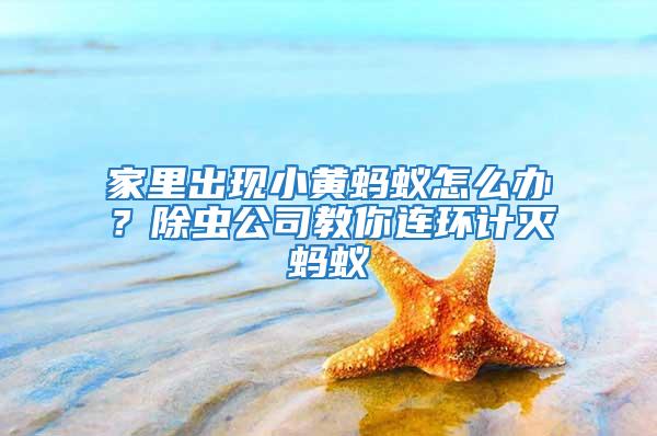 家里出現小黃螞蟻怎么辦？除蟲公司教你連環計滅螞蟻
