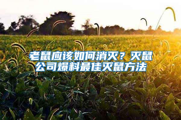老鼠應該如何消滅？滅鼠公司爆料最佳滅鼠方法