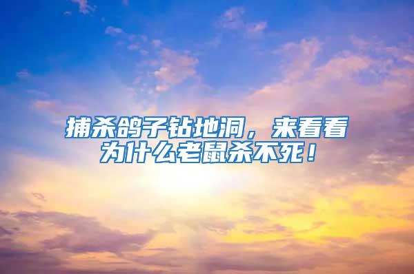 捕殺鴿子鉆地洞，來看看為什么老鼠殺不死！